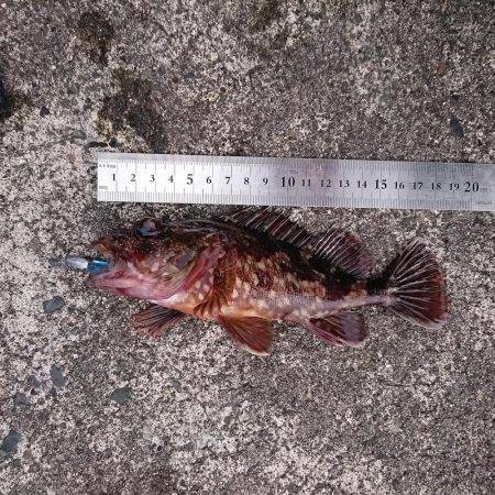 ロックフイッシュを狙う!