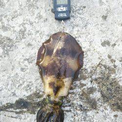 サビキ→ヤエン