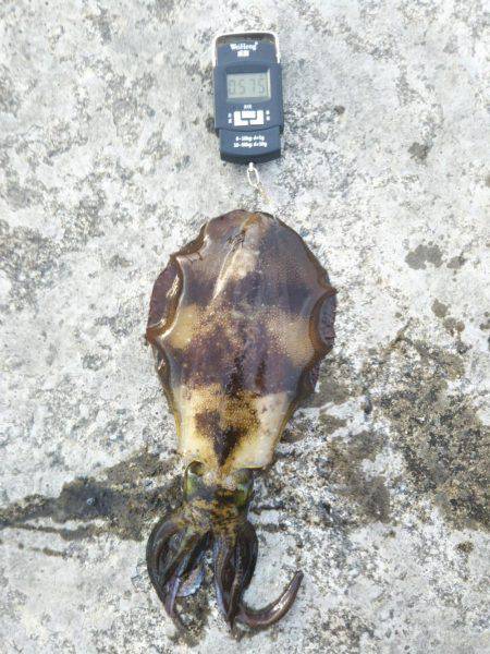 サビキ→ヤエン