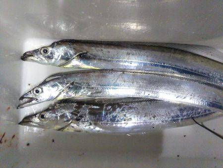 中浦緑地公園テンヤでタチウオ