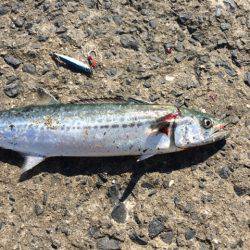 エギングのはずが