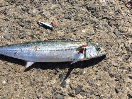 エギングのはずが