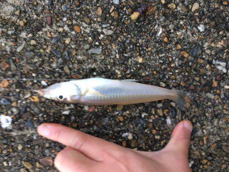 播磨新島で投げ釣り