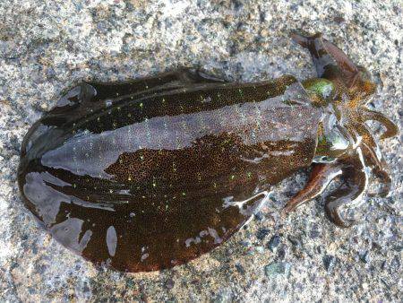 もうシーズン終了？？？