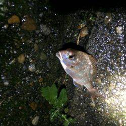 播磨新島でキス狙い