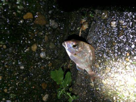 播磨新島でキス狙い