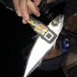 寒い夜のアジング