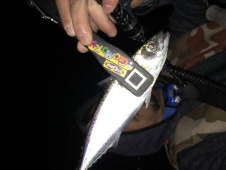 寒い夜のアジング