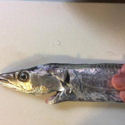 テンヤ釣りには勝てんや