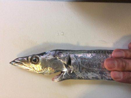 テンヤ釣りには勝てんや