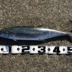 今年最後の沖堤釣行