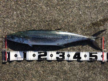 今年最後の沖堤釣行