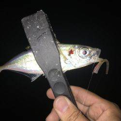 絶好調アジング