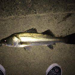 満潮潮止まり前でも釣れるのか？