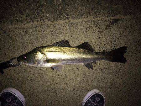 満潮潮止まり前でも釣れるのか？