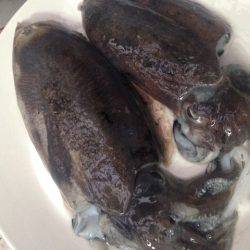 アオリはどこに？