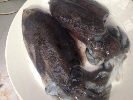 アオリはどこに？