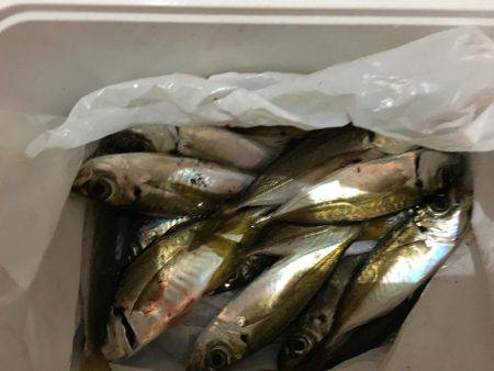 アジは裏切らないです