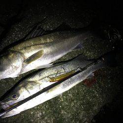 良型シーバス♪