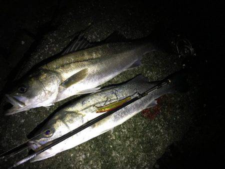 良型シーバス♪