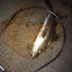 伊勢志摩シーバス釣行