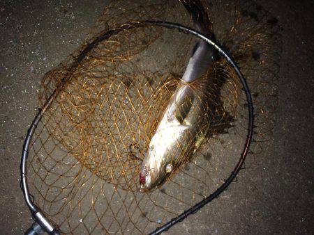 伊勢志摩シーバス釣行