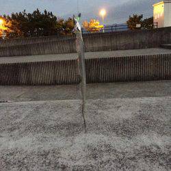 久々のタチウオ釣