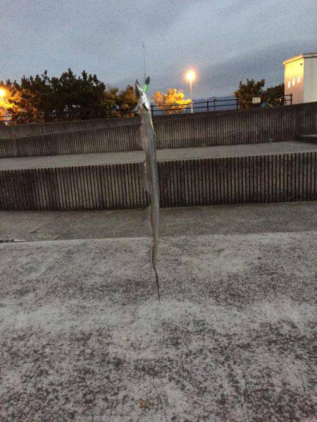 久々のタチウオ釣