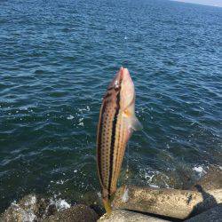 テトラの穴には？！