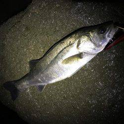 ハイシーズン♪