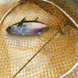 祈願のヒラマサ