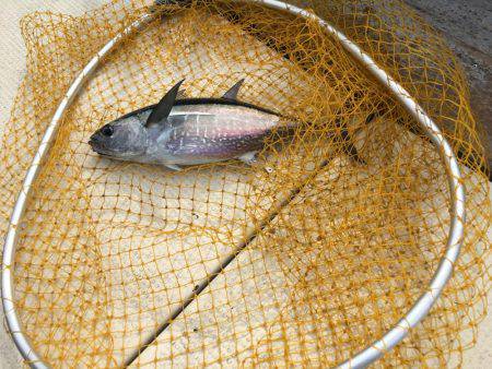 祈願のヒラマサ