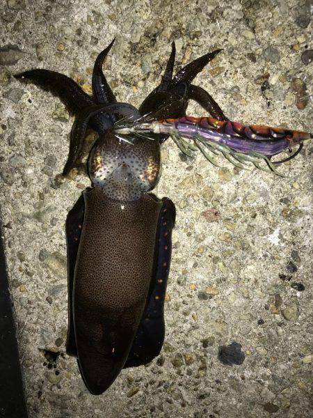 エギング&アジング