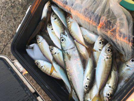 タチウオのはずが