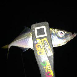 月夜のアジング