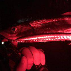 落ち鮎ウグイ笑