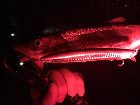 落ち鮎ウグイ笑