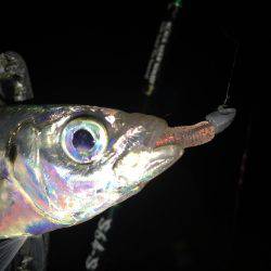 連日連夜絶好調（＾ω＾）