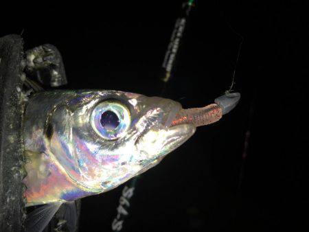 連日連夜絶好調（＾ω＾）