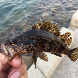 アジングからのガシリング