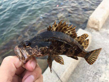 アジングからのガシリング