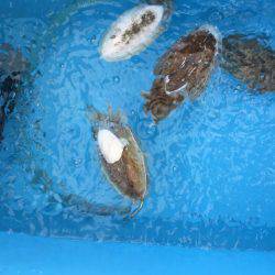 コウイカ ノマセ 近藤丸