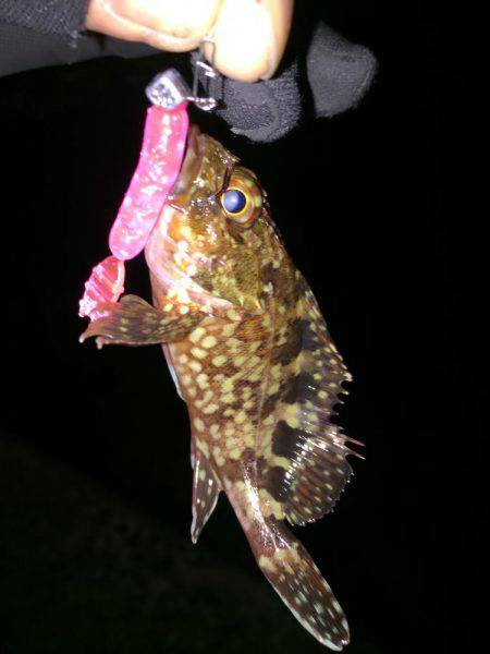 アジングなのかガシリングなのか