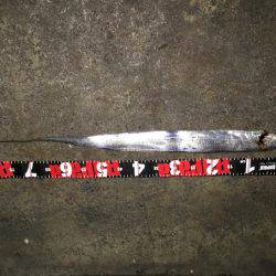 まだまだ太刀魚