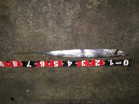 まだまだ太刀魚