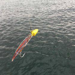 北公園でタチウオ