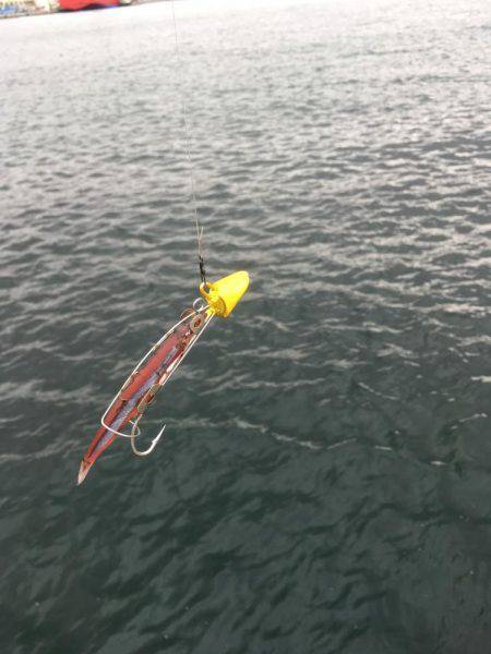 北公園でタチウオ