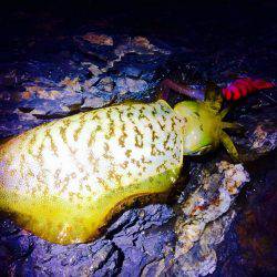 なかなかのシブさ