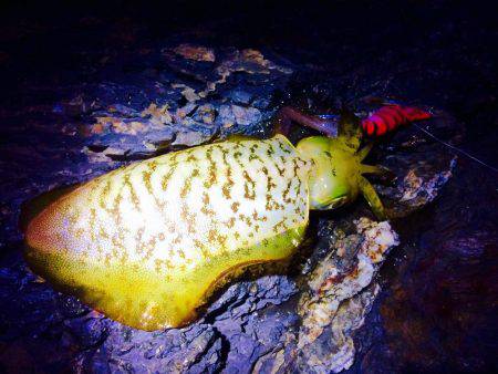 なかなかのシブさ