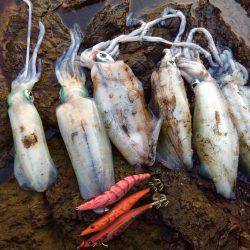 朝マヅメ前に何とかGET